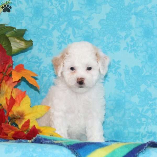 Diamond, Shih-Poo Puppy